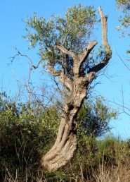 albero antropomorfo che saluta