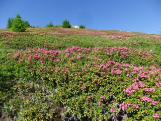 Pratoni di rododendri in fiore sotto la Cima Missun